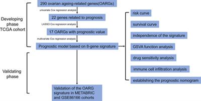 The prognostic significance of human ovarian aging-related signature in breast cancer after surgery: A multicohort study